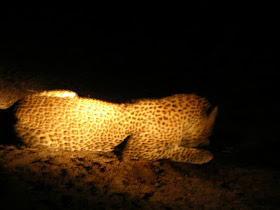 Wildlife Photos of Leopard