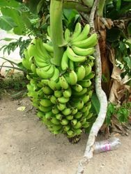 Cacho de banana gigante com mais de 90 kg é colhido no interior de SP;  VÍDEO, Santos e Região