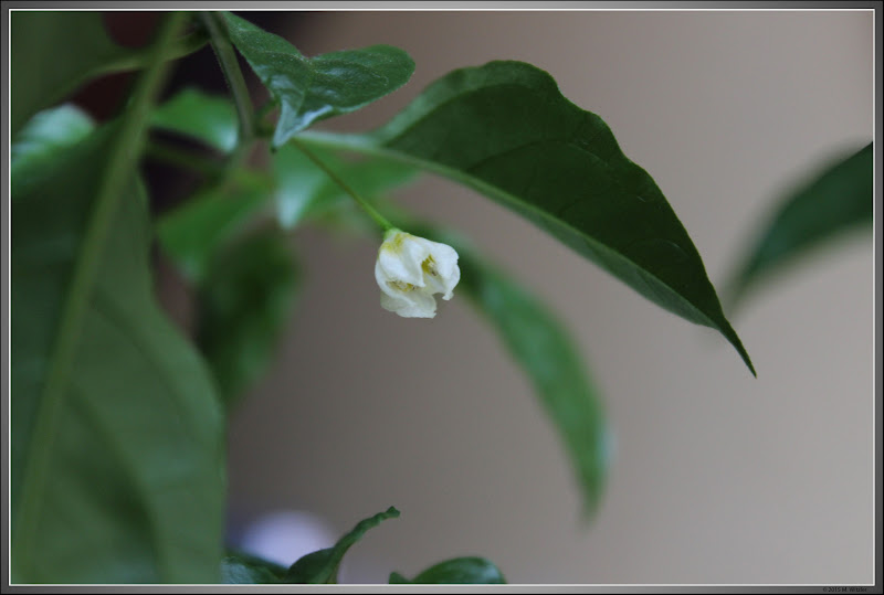 20150309_flexuosm.jpg