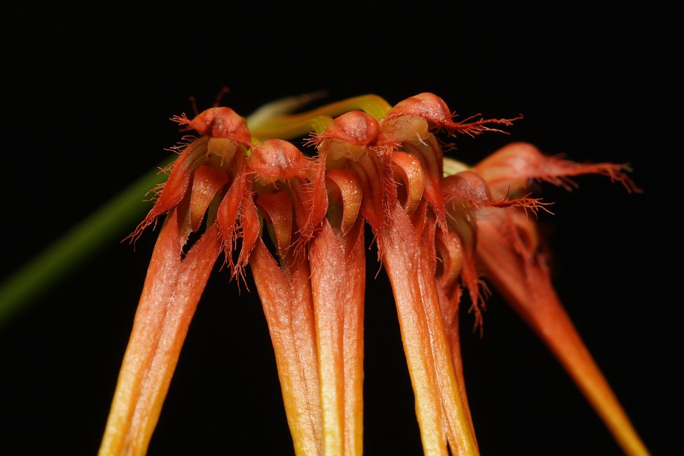 Bulbophyllum hirundinis IMG_1630