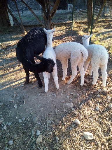 Les Alpagas de Bourbouton