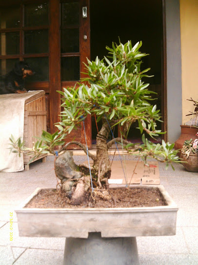 Ficus Nerifolia sobre pedra artificial... IMAG0316