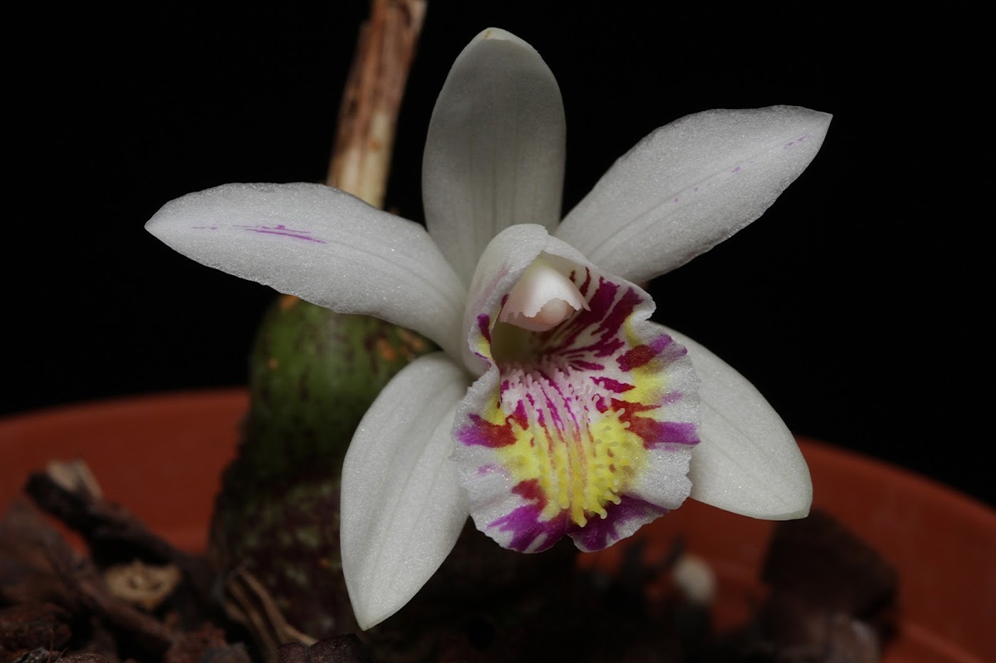 Pleione maculata IMG_4964