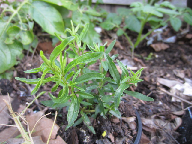 This herb is growing well and close to flowering