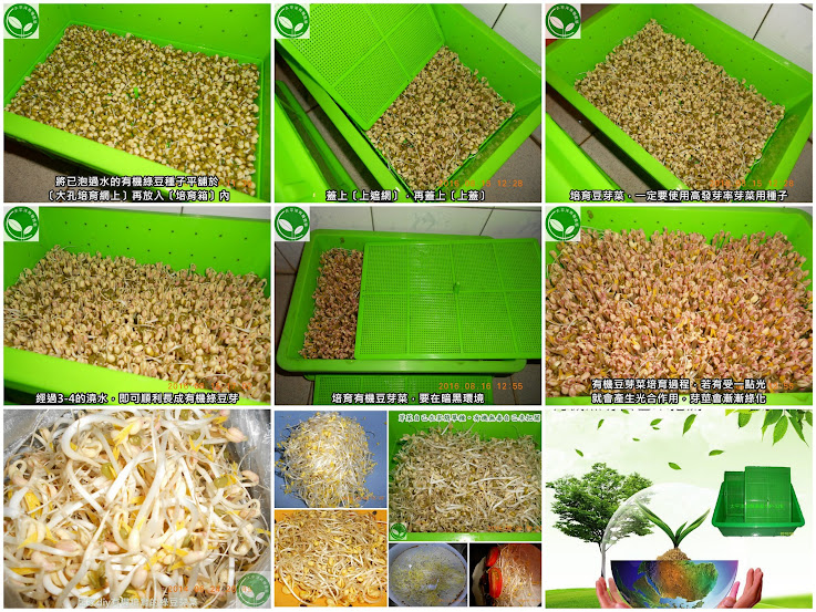 種綠豆芽的方法