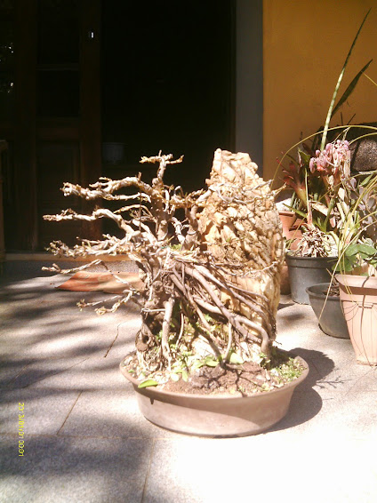 Ficus Microcarpa Começando... IMAG0150