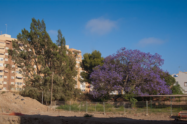 Tetraclinis (izquierda) en el vivero de Cartagena