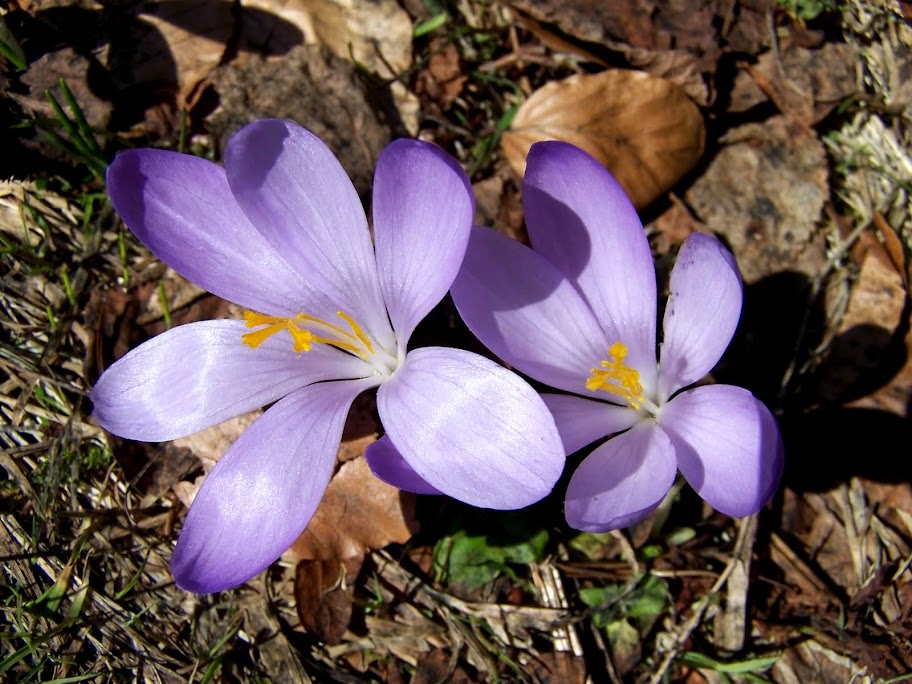 https://lh6.googleusercontent.com/-Uc88Qx-eaeM/UXEpjdprJsI/AAAAAAAACrs/7fMF4zkFNjw/s912/100_3901.JPG