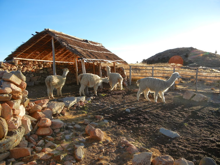Alpacas