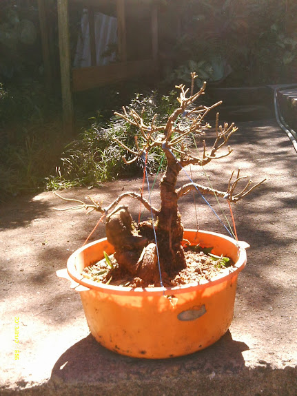 Ficus Nerifolia Reforma... IMAG0236