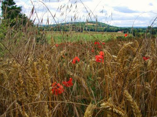 Doing Your Own Thing For Lammas Doing Your Own Thing For Lammas