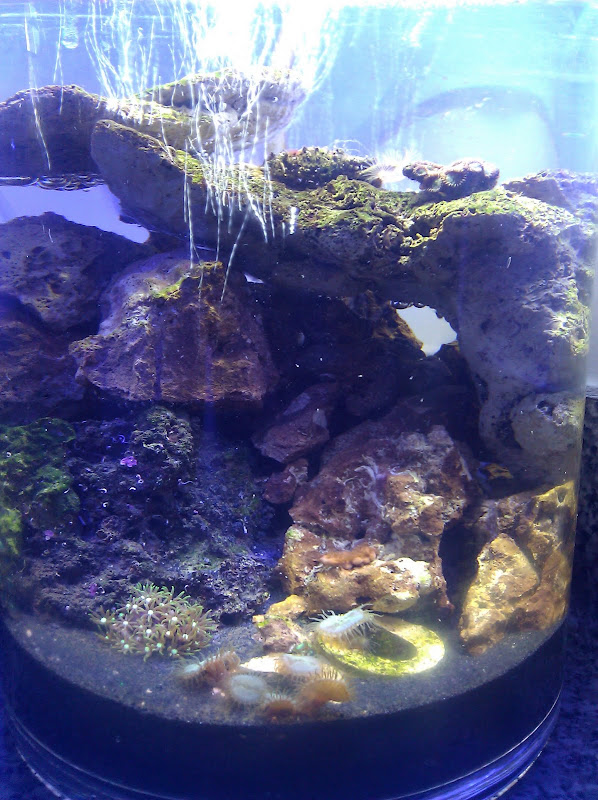 Pico Reef Vase The Reef Tank