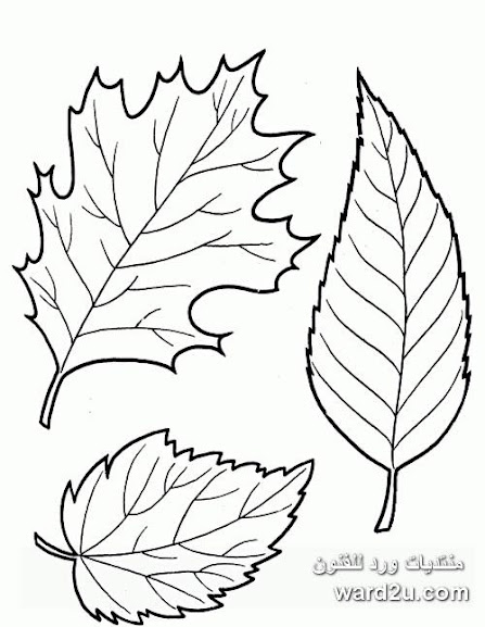 رسم نباتات للاطفال