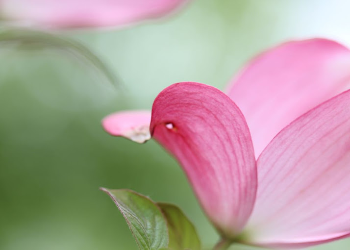 closeup of a pink dogwood flower