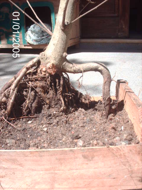 Ficus Microcarpa var. Indica... PICT1613