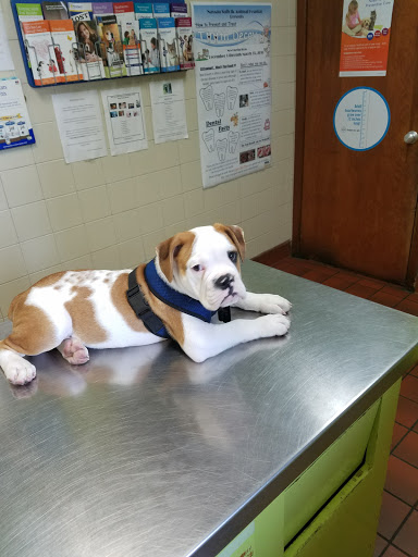 Veterinarian «Nassau-Suffolk Animal Hospital», reviews and photos