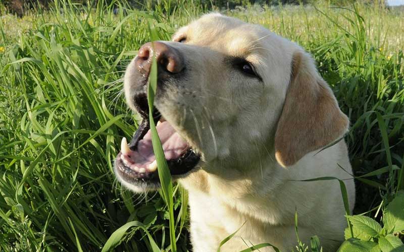 Khi một con chó ăn cỏ, cỏ rất ngon