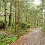 Turpentine forest on Joe's Mountain (325454)