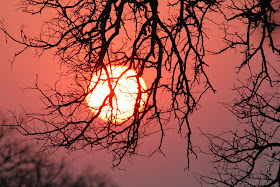 Wildlife Photos of Sun Set in Timbavati Private Nature Reserve, South Africa