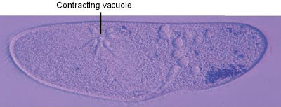 vakuola kontraktil Sistem Ekskresi (1): Sistem ekskresi pada hewan rendah