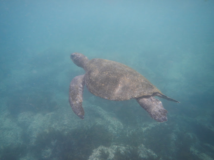 Sea Turtle in the Galapagos Islands