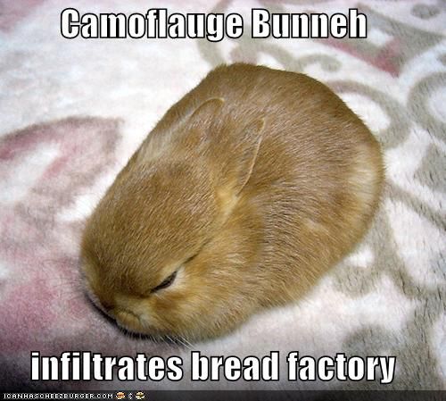 funny-pictures-bread-camoflauge-bunny.jpg