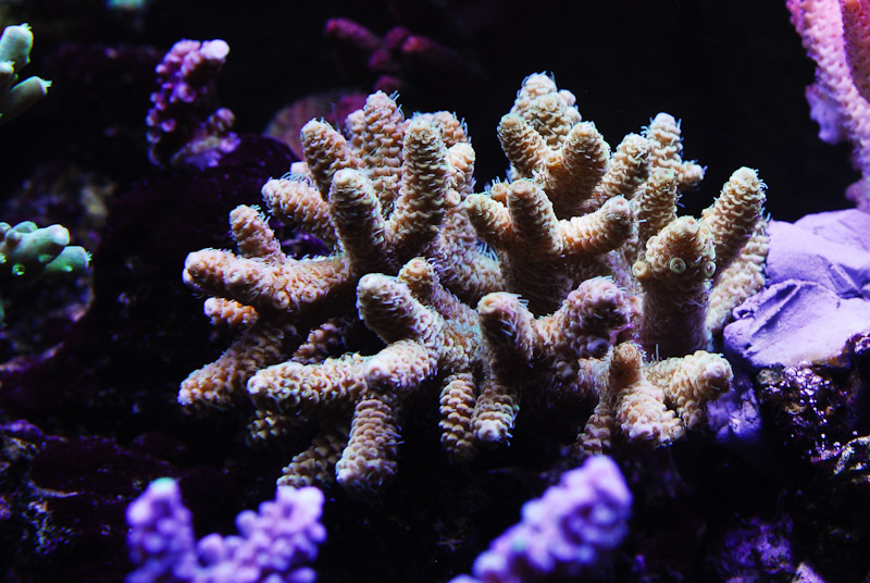 coral20110527-39.jpg