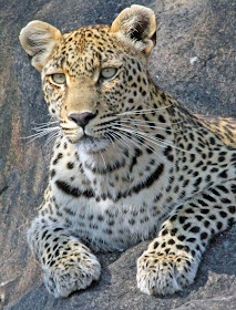 Wildlife Photos of Leopard (Timbavati Private Nature Reserve, South Africa) Wildlife Photos of Leopard (Timbavati Private Nature Reserve, South Africa)