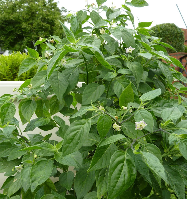 P1260469.JPG