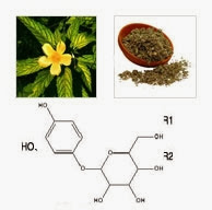 DAMIANA TURNERA APHRODISIACA DAMIANA TURNERA APHRODISIACA