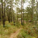 Track looking towards Bangalow campsite in the Watagans (323276)