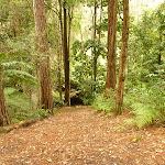 Track down to the creek near Turpentine campsite in the Watagans (322094)