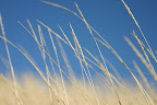 Grass blowing in the wind