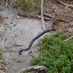 Snake beside the track (107596)