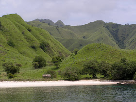 Wildlife Photos of Komodo Island and Komodo Dragon