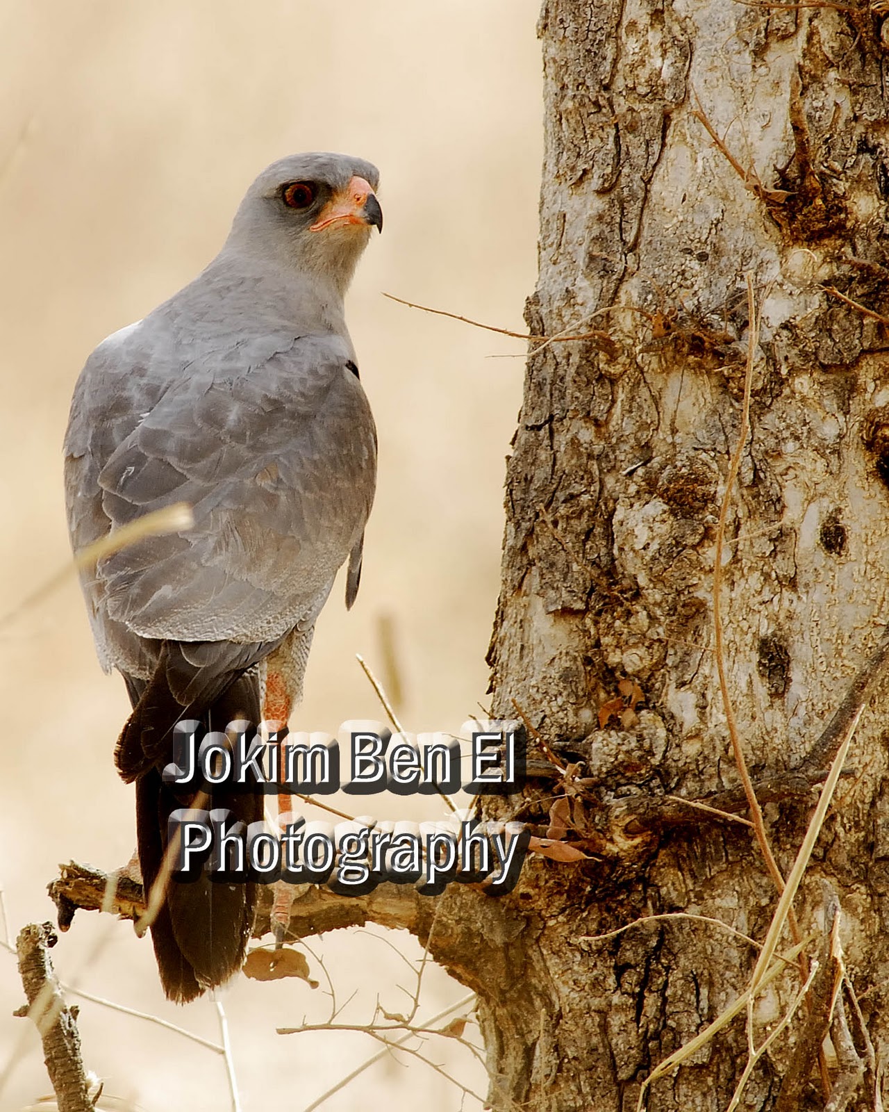 nigeria-360-birds-of-nigeria