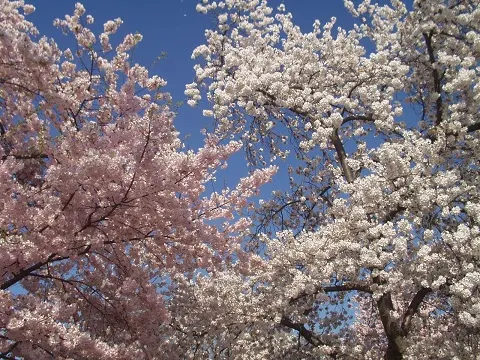 flores de cerejeira cherry blossom