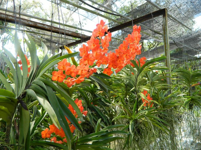 Орхидеи и прочая красота на о. Пхукет - Страница 16 DSCN0153