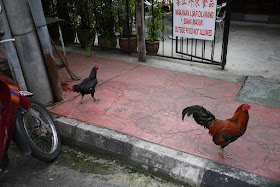 chicken and rooster in Penang, Malaysia