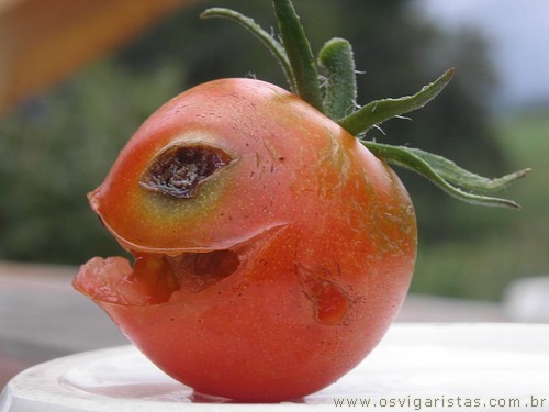 O tomate assassino