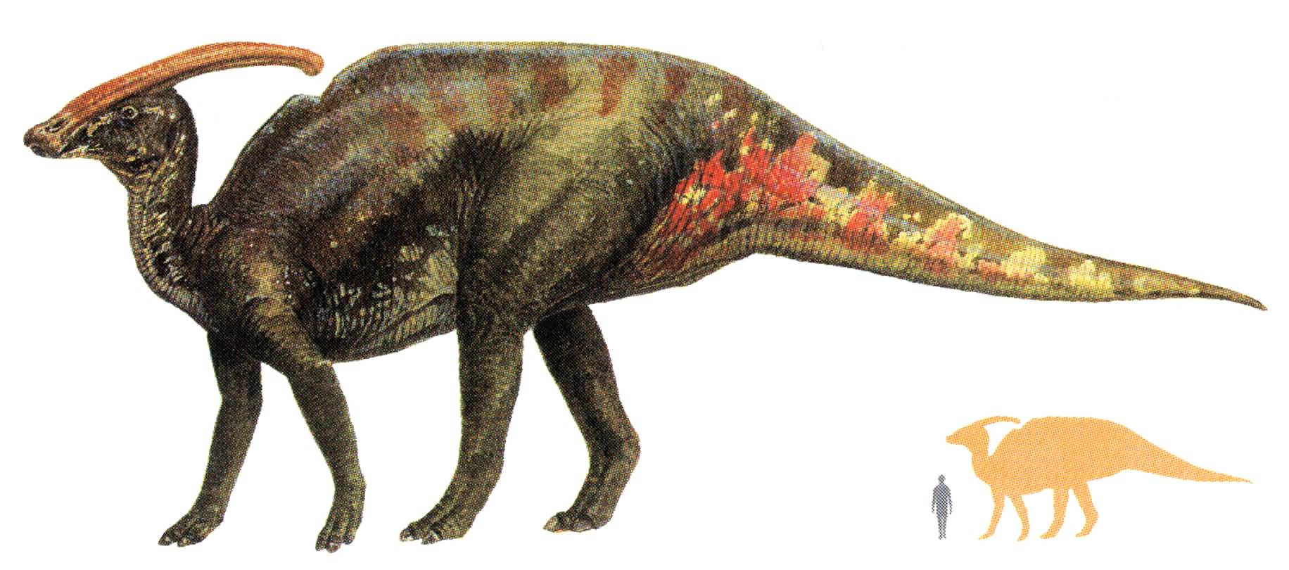 Паразауролоф динозавр с гребнем на голове