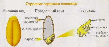 строение зерна пшеницы