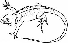 Resultado de imagen para IGUANA dibujo para colorear