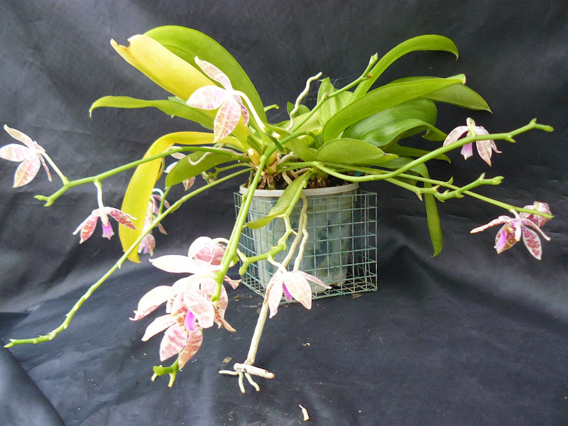 Phalaenopsis hieroglyphica P1040237