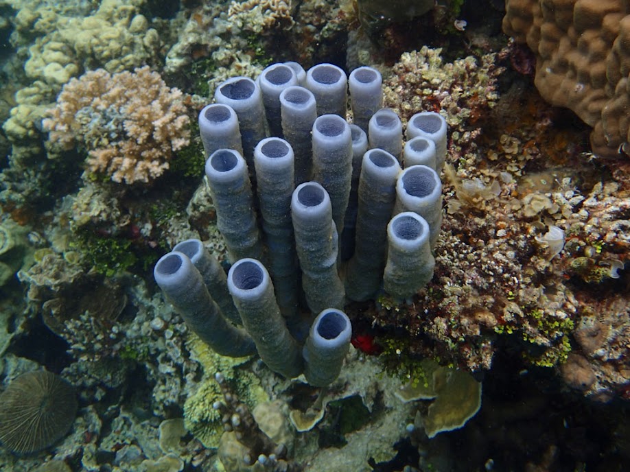 Purple Tube Sponge, Sand Island, Palawan, Philippines.