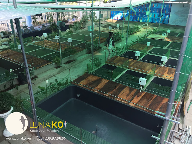 cá-koi-cần-thơ - Luna Koi Farm - Showroom cá chép Koi lớn nhất Cần Thơ Showroom-ca-chep-koi-lon-nhat-viet-nam