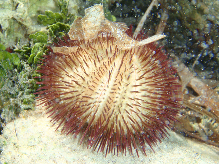 Unidentified Sea Urchin near the sea wall South of the Victoria House peir, Ambergris Caye, Belize.
