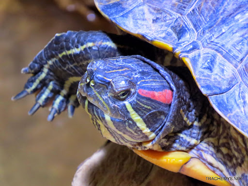 TORTUE TRACHEMYS.NET