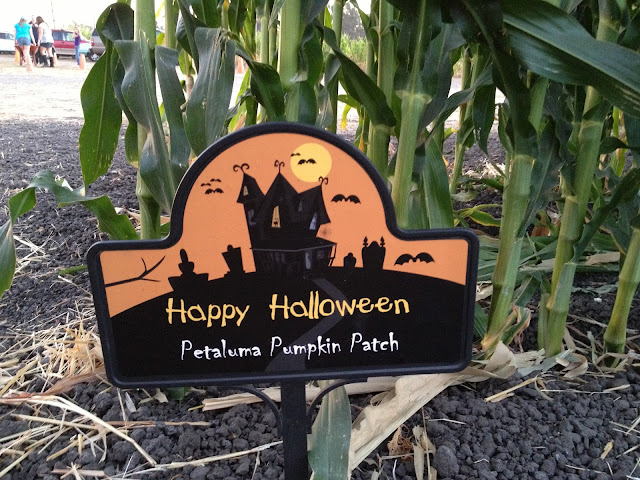 Petaluma pumpkin patch