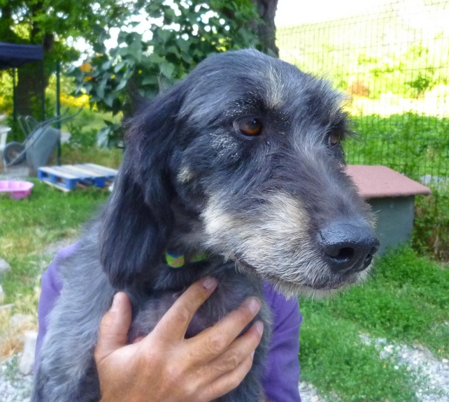 PISTACHE - x griffon nivernais 10 ans (5 ans de refuge) - Refuge de Digne (04) PISTACHE%252028%2520JUIN%25202013%25202AHE
